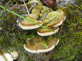 Trametes versicolor .,.jpg