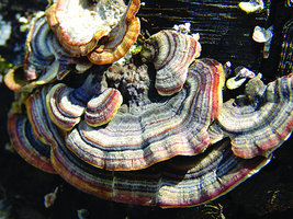 Trametes Versicolor ....jpg