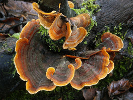 Trametes versicolor ..jpg