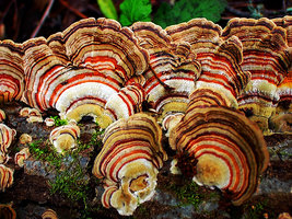 Trametes versicolor -.jpg