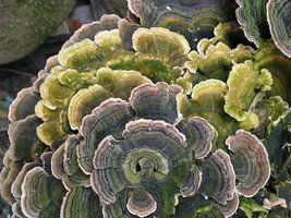 Trametes versicolor - -.jpg