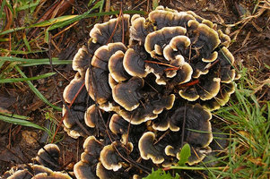 Trametes versicolor - R.jpg