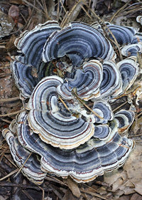 Trametes versicolor Turkey-tail Fungus.jpg