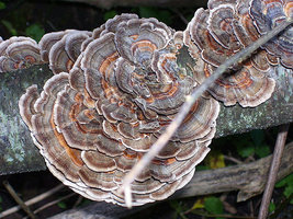 Trametes versicolorjj.jpg