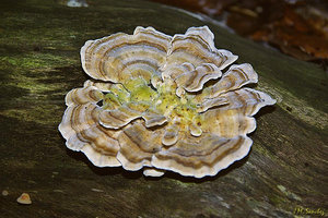 Trametes versicolorm.jpg