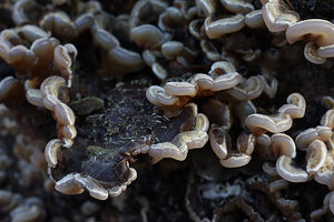 Tripe Fungus (Auricularia mesenterica).jpg