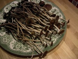 composting.jpg