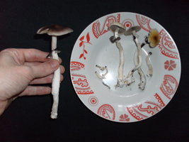 PICT0615.JPG