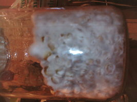 IMG153.JPG