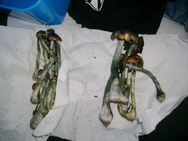 topico 2.jpg