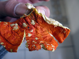 IMG_2484.jpg