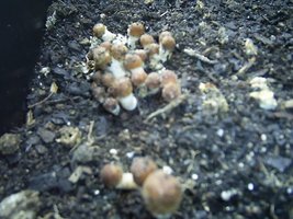 PIC_0008.JPG