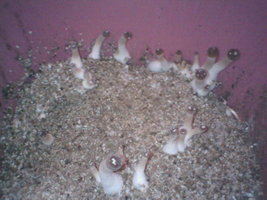 IMG002.JPG