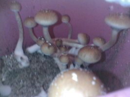 IMG003.JPG