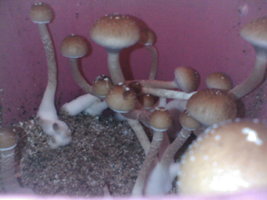 IMG005.JPG