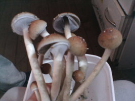 IMG006.JPG