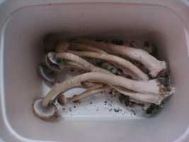 IMG007.JPG