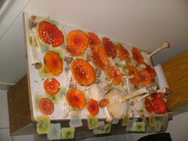 DSCF7226.JPG