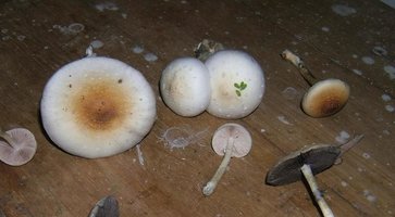 albinos_pileos.JPG