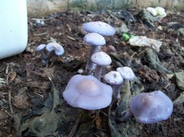 100_0528.JPG