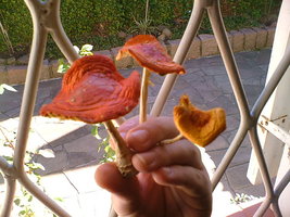 DSCF7265.JPG