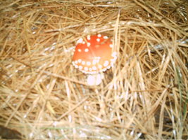 imag0108.jpg