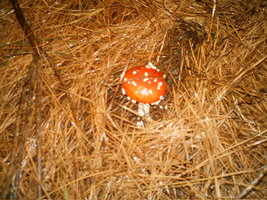 imag0116l.jpg