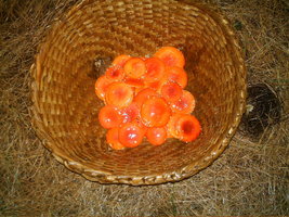 imag0119.jpg