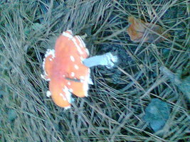 Imag026.jpg