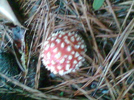 Imag027.jpg