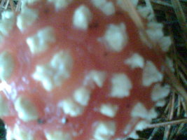 Imag030.jpg