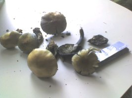 img080.jpg