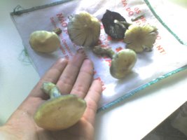 img084.jpg