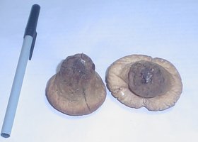 cogumelo nativo4.JPG