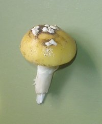 amanita amarelo.JPG