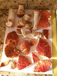 100_3486.JPG