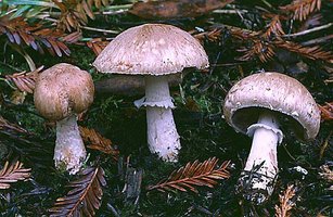 Agaricus_arorae(fs-01).jpg