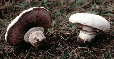 Agaricus_bernardii(fs-3).jpg