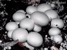 agaricus_bisporus_(yd)_1.jpg