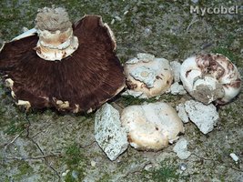 agaricus_bitorquis_(yd)_1.jpg