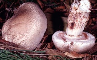 Agaricus_californicus(mgw-01).jpg