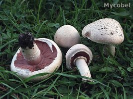 agaricus_campestris_(yd)_1.jpg