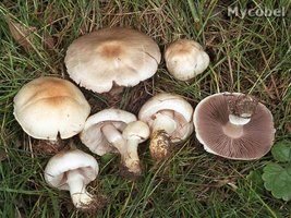 agaricus_comtulus_(yd)_1.jpg