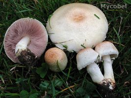 agaricus_comtulus_(yd)_2.jpg