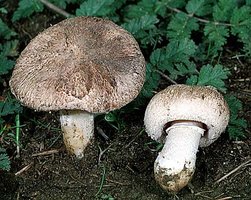 Agaricus_cupreobrunneus(fs-01).jpg