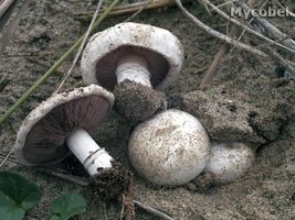 agaricus_devoniensis_(yd)_1.jpg