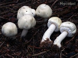 agaricus_essettei_(yd)_1.jpg