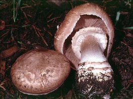 Agaricus_fusco-fibrillosus(mgw-01).jpg