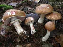 agaricus_haemorrhoidarius_(yd)_1.jpg