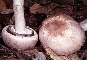 Agaricus_hondensis(mgw-04).jpg